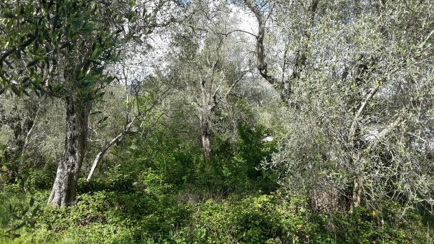 Piante di ulive secolari - Foto 6