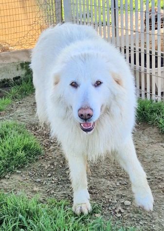 Molly,non deve spegnersi in canile... - Foto 5