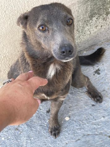 BUTTATA VIA, ORA SI SPEGNE IN CANILE CHICCA 2 ANNI 6 KG TAGLIA PICCOLA