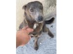 BUTTATA VIA, ORA SI SPEGNE IN CANILE CHICCA 2 ANNI 6 KG TAGLIA PICCOLA