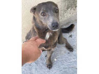 BUTTATA VIA, ORA SI SPEGNE IN CANILE CHICCA 2 ANNI 6 KG TAGLIA PICCOLA