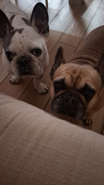 Dog sitter