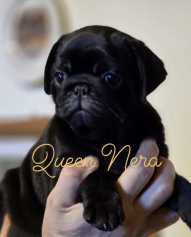 Cuccioli di carlino con pedigree - da 1800€ a 2200€ - Foto 5