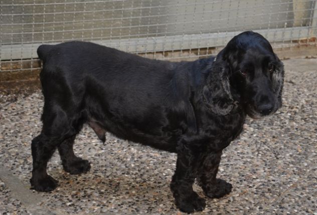 BLACK ARGO, bellissimo cocker - Foto 2
