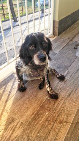 CARLOTTA, bretoncina mignon - Foto 2