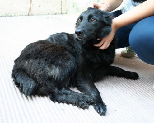 QUEEN E STELLINA, giovani cagnoline dolcissime - Foto 5