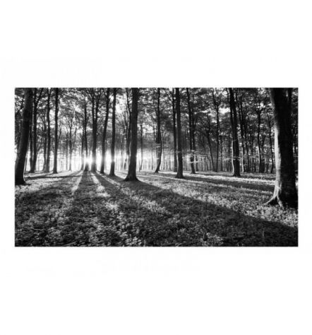 Fotomurale Adesivo Con Alberi In Bianco E Nero Arredalacasa - Foto 2