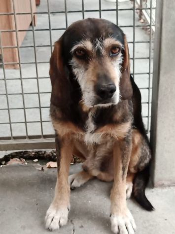Segugio da 12ANNI IN CANILE! NON RIUSCIAMO A TROVARGLI CASA! SOS MARCHE