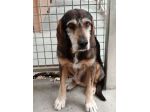 Segugio da 12ANNI IN CANILE! NON RIUSCIAMO A TROVARGLI CASA! SOS MARCHE