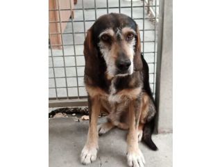 Segugio da 12ANNI IN CANILE! NON RIUSCIAMO A TROVARGLI CASA! SOS MARCHE
