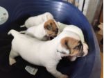 Cuccioli di Jack Russell Terrier