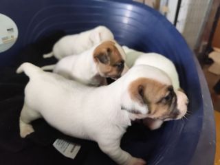 Cuccioli di Jack Russell Terrier