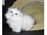 Affetuosi gattini MUNCHKIN