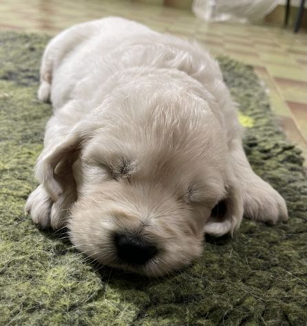 DISPONIBILI SPLENDIDI CUCCIOLI DI GOLDEN RETRIEVER - Foto 5