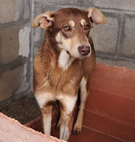 Nutella, cucciolo buonissimo - Foto 4