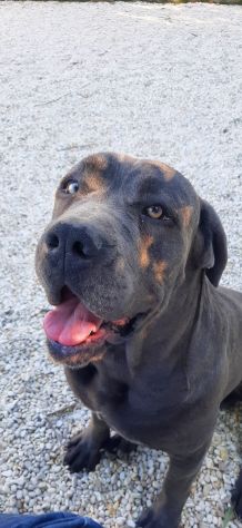 Cane corso cuccioli - Foto 2