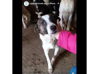 MOLLY, CERCA COCCOLE E ATTENZIONI, CAGNOLINA IN ADOZIONE, TAGLIA MEDIO PICCOLA