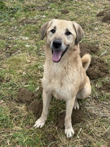 ALEX, cane grande dal cuore gigante! - Foto 5