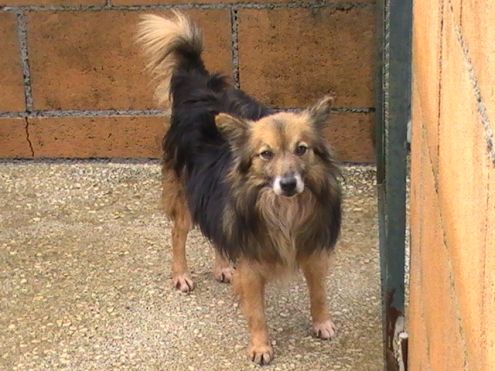 WILFRED, mix volpino di taglia piccola - Foto 2
