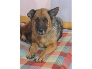 Graziella, lupacchiotta dagli occhi tristi