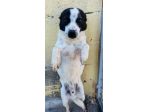 BILLY 5 ANNI taglia media piccola IN CANILE
