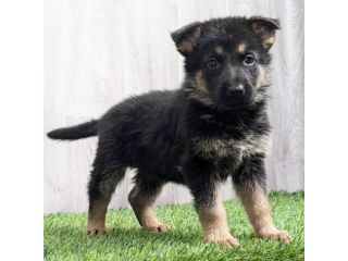 Cuccioli di Pastore Tedesco