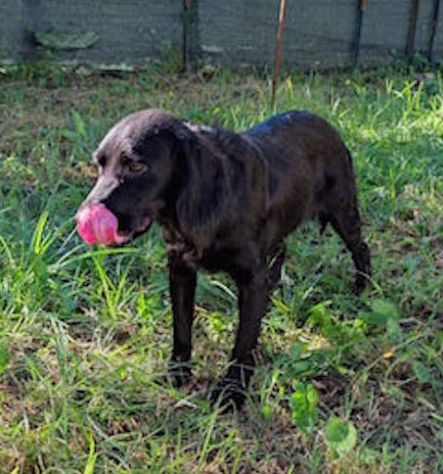Leo giovane cagnolino taglia medio piccola 12,14 kg - Foto 4