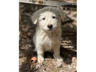 Chiaretta cucciola
