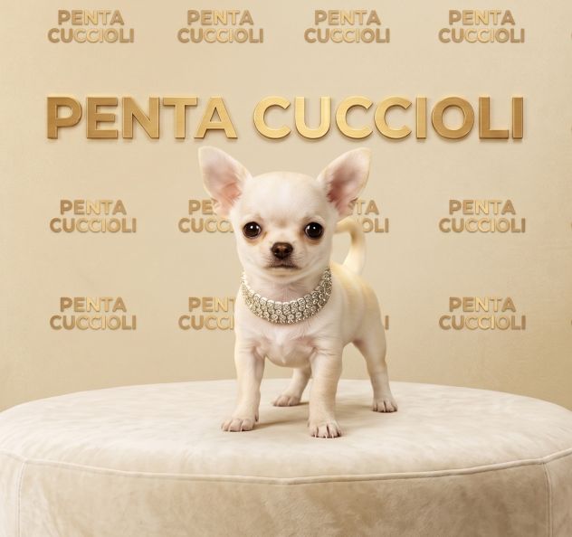 Chihuahua toy - cuccioli selezionati