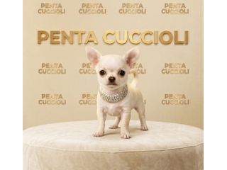 Chihuahua toy - cuccioli selezionati