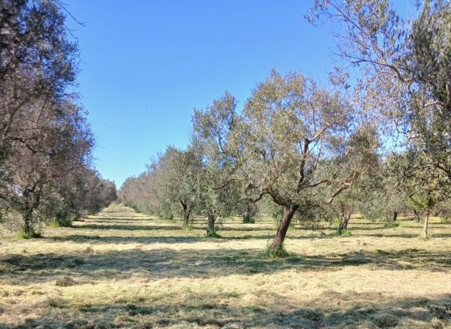 Uliveto da 1.86 ha - a Sud di Brindisi