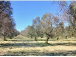 Uliveto da 1.86 ha - a Sud di Brindisi