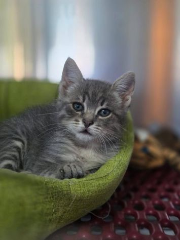 Tiffany gattina