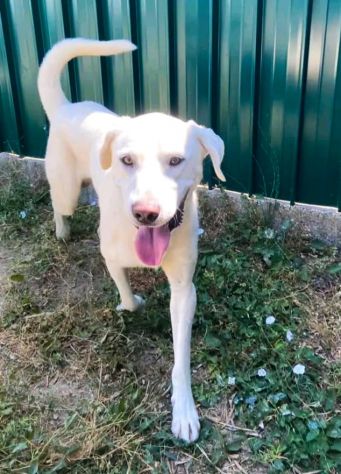 CAGNOLINO CERCA CASA - Foto 3