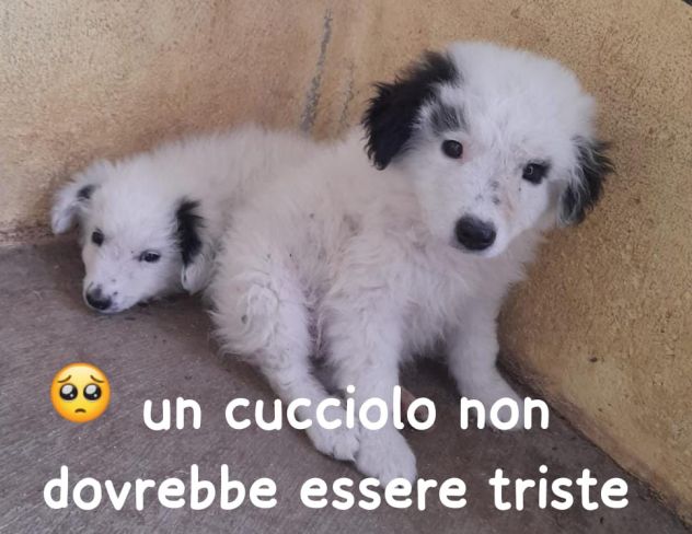 CUCCIOLI 2 MESI TAGLIA MEDIA IN CANILE