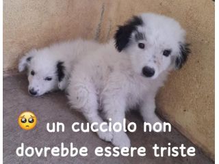 CUCCIOLI 2 MESI TAGLIA MEDIA IN CANILE