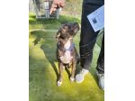 Apollo simil amstaff