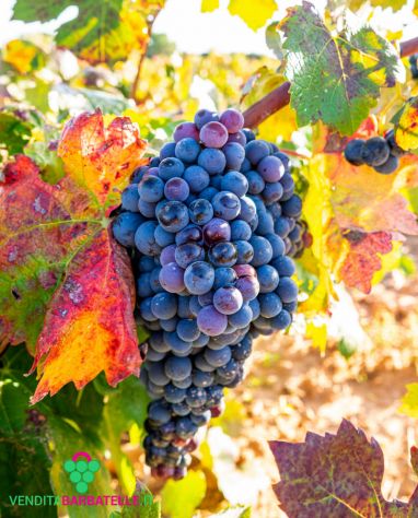 Fare VINO in OLTREPO - Foto 3