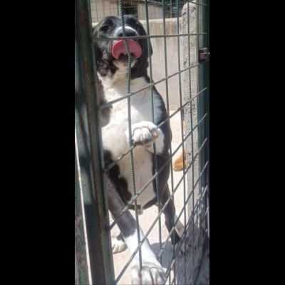 SILVESTRO DOLCISSIMO CANE IN ADOZIONE - Foto 2