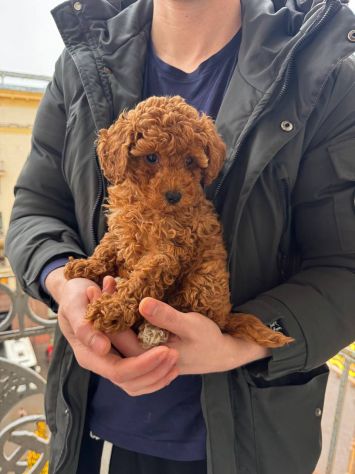 piccoli di barboncino