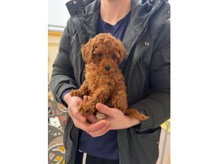 piccoli di barboncino