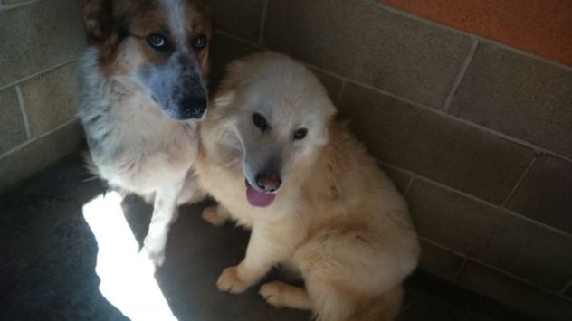 LINDA, dolcissima mix Pastore Abruzzese - Foto 2