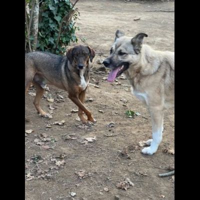 MELAMPO MIX SEGUGIO CANE IN ADOZIONE TG MEDIO CONTENUTA - Foto 4