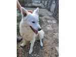 Marcello