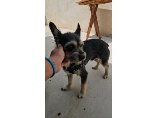 Bueno: taglia piccola socievole e dolce
