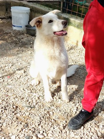 SUN: CANE IN ADOZIONE - Foto 3