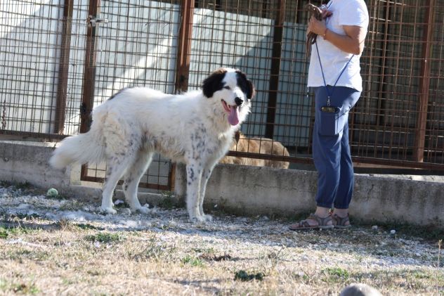 Giulio Cesare un gigante buono che aspetta una vita fuori dalla gabbia.... - Foto 2