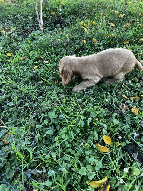 Cuccioli di Shihztu (Shih Tzu) - Foto 4
