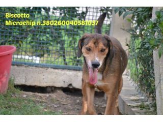 BISCOTTO, tenero cagnolino