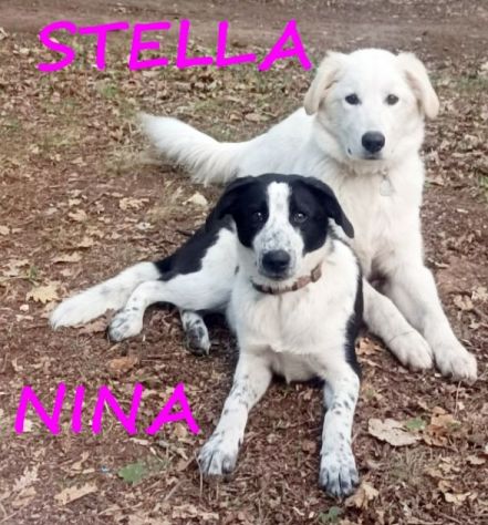 NINA e STELLA 1anno dolcissime - URGENTI!